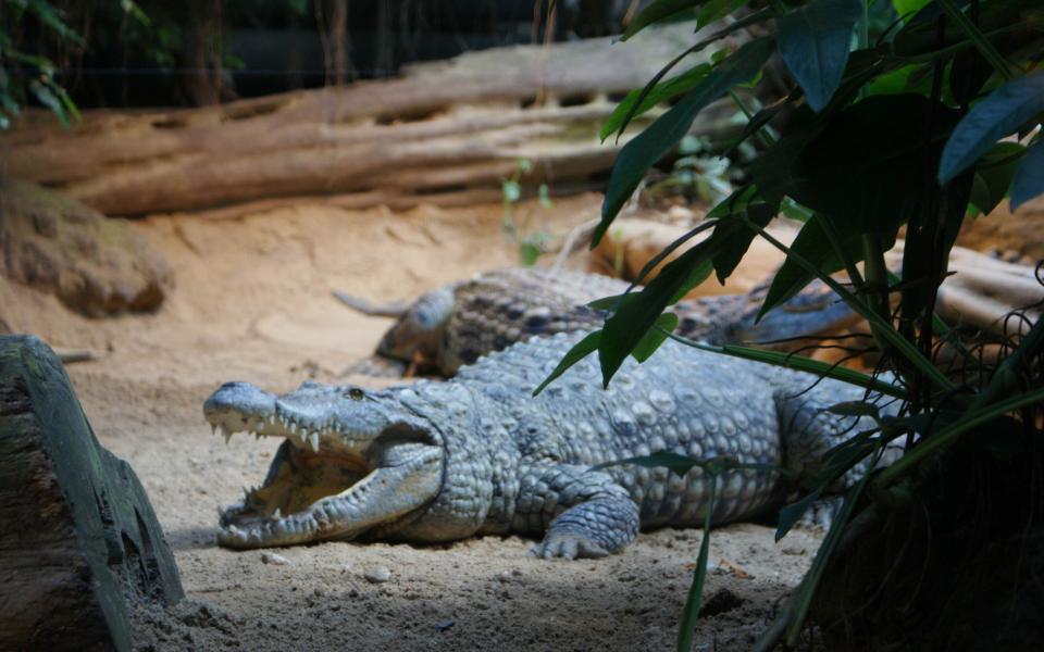 Aligator im Zoo Halle
