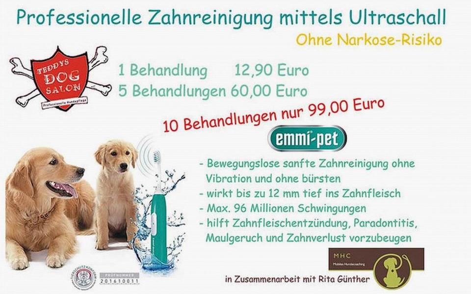 Zahnreinigung im TEDDYS Hundesalon, Meckelstraße, Innenstadt aus Halle (Saale)